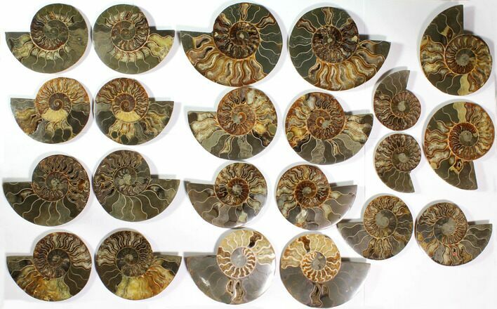 Lot: to Cut/Polished Ammonite Fossil - Pairs #117038